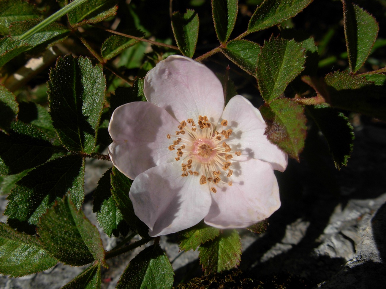 Rosa pulverulenta M. Bieb. / Rosa vischiosa